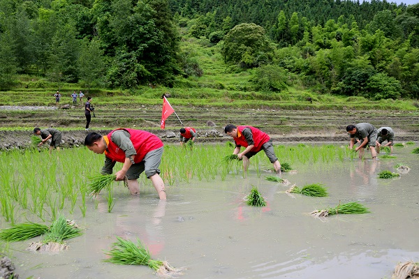 國網(wǎng)樂安縣供電公司“黨建+扶貧”黨員助耕到田頭